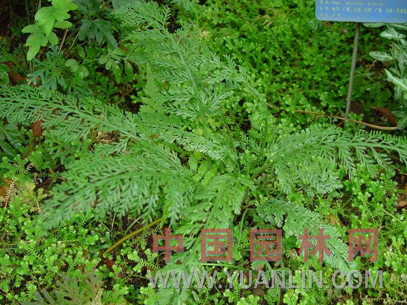 鐵角蕨 石林珠