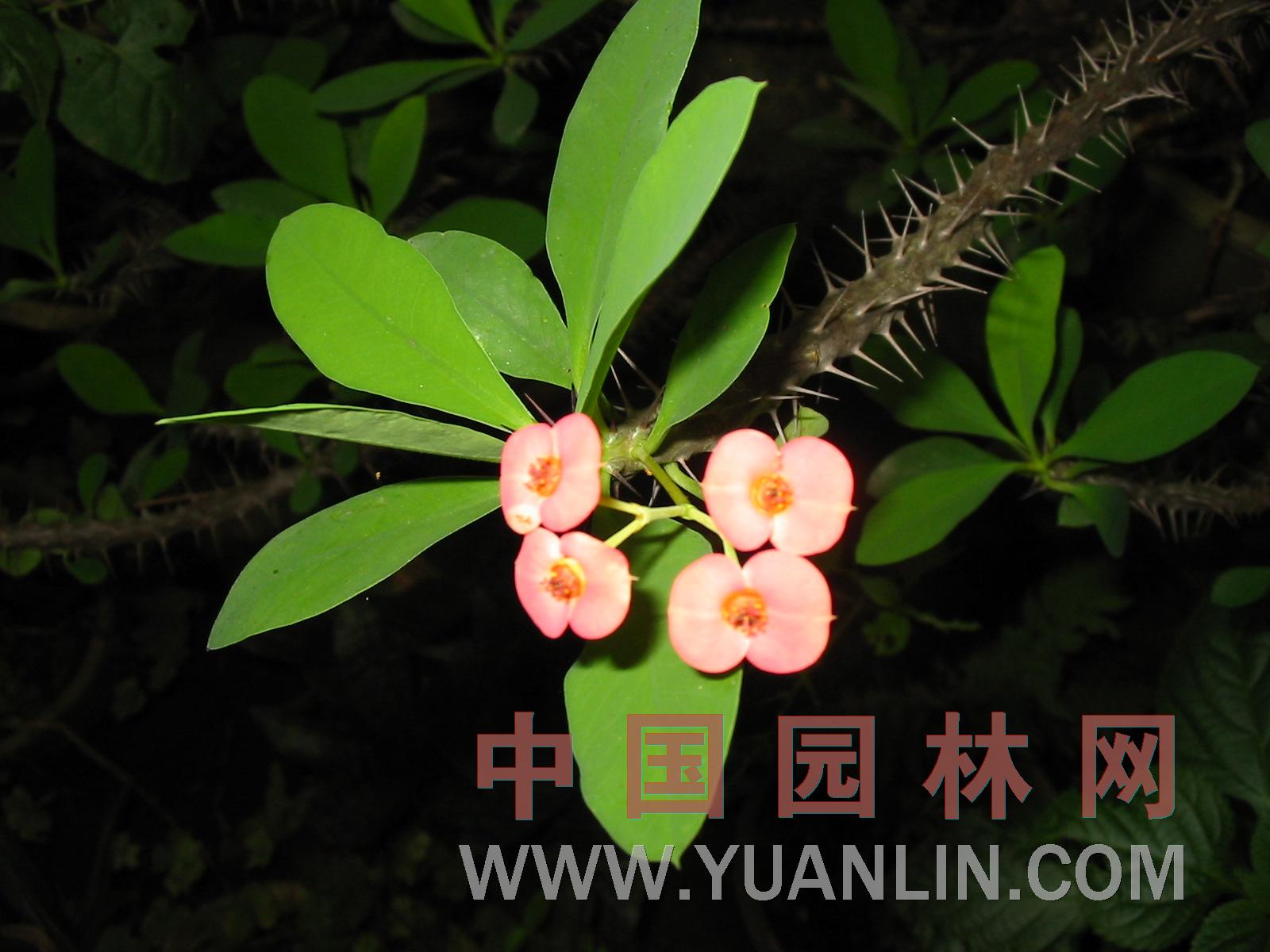 鐵海棠 鐵海棠、麒麟刺、麒麟花
