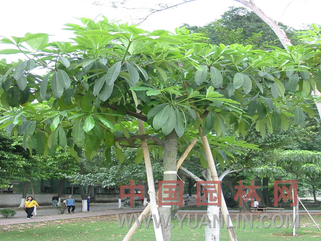 糖膠樹 象皮樹、燈架樹、黑板樹、乳木、魔神樹等