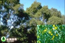 臺灣相思 相思樹、臺灣樹