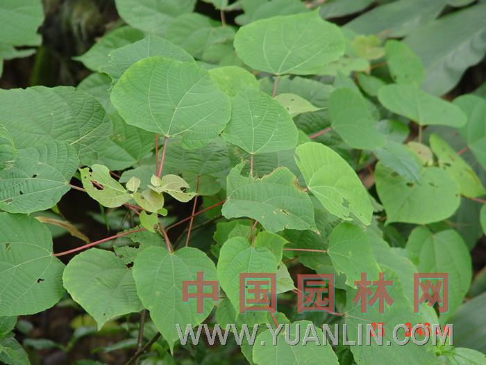 山麻桿 桂圓樹、大葉泡