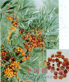 沙棘 醋柳，醋刺