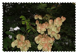 全緣葉欒樹 Goldraintree,Goldenraintree，黃山欒