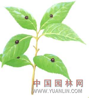 青莢葉 葉上花、葉上珠、通草