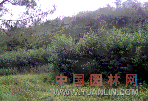 榿木 水冬瓜、水青岡