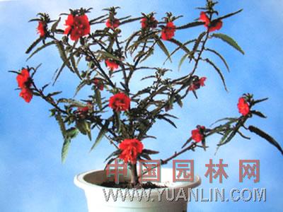 夜落金錢 午時花、金錢花