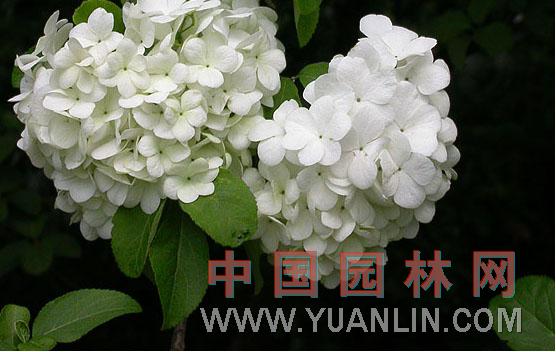 木繡球 斗球，繡球莢迷