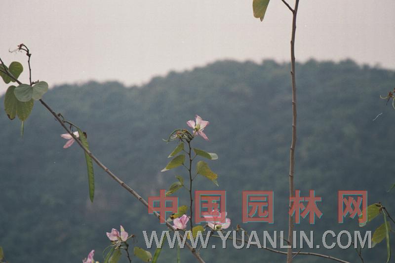 洋紫荊 紅花羊蹄甲、艷紫荊
