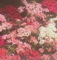 洋石竹 膜萼花、外套花