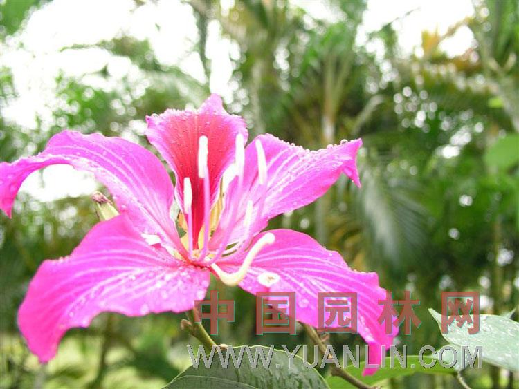 羊蹄甲 紅花紫荊