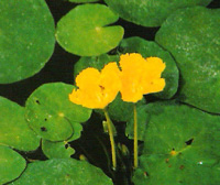 荇菜  水荷葉，大紫背浮萍，水鏡草，水葵