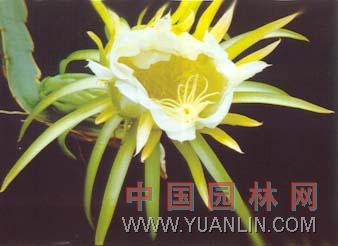 量天尺 三角柱、月下皇后
