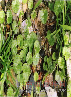 連錢(qián)草 金錢(qián)草、佛耳草、活血丹