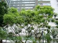 藍(lán)花楹 含羞草葉藍(lán)花楹 、藍(lán)霧樹、巴西紫葳、紫云木