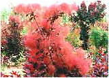 極品美國紅櫨 