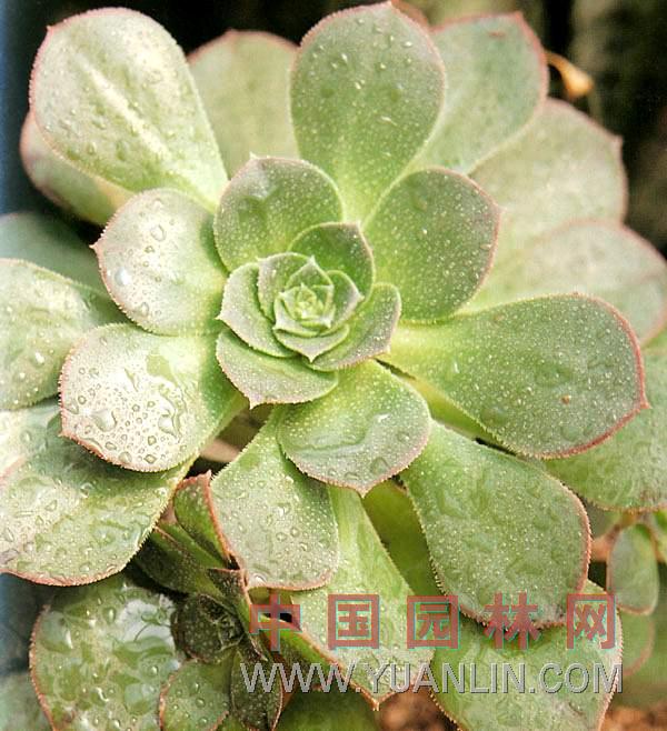 紅緣蓮花掌 