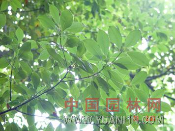 紅潤楠 紅楠、小楠木、楠仔木