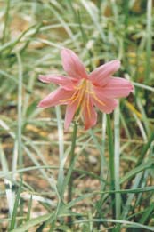 紅花蔥蘭 韭蓮、紅玉簾、紅花菖蒲蓮、風(fēng)雨花