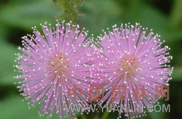 含羞草 感應(yīng)草、知羞草、呼喝草、怕丑草、見笑草、夫妻草、害羞草