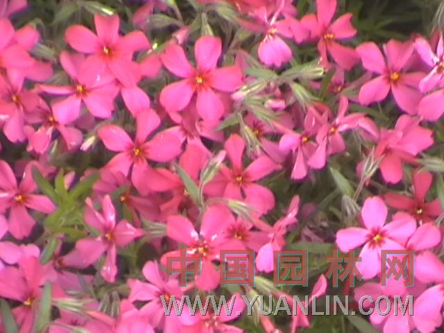 福祿考 福祿花、福樂(lè)花、五色梅、草夾竹桃、桔梗石竹、洋梅花