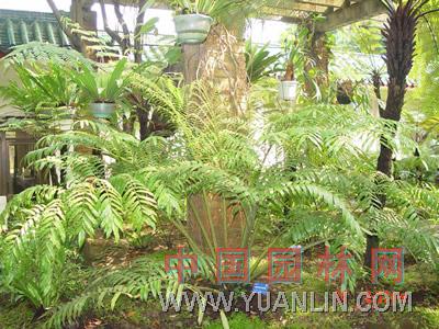 福建觀音座蓮 福建蓮座蕨、地蓮花、觀音座蓮、狹羽觀音座蓮