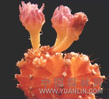 緋牡丹 紅牡丹、紅燈、紅球