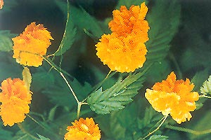 棣棠 地棠、黃棣棠、棣棠花