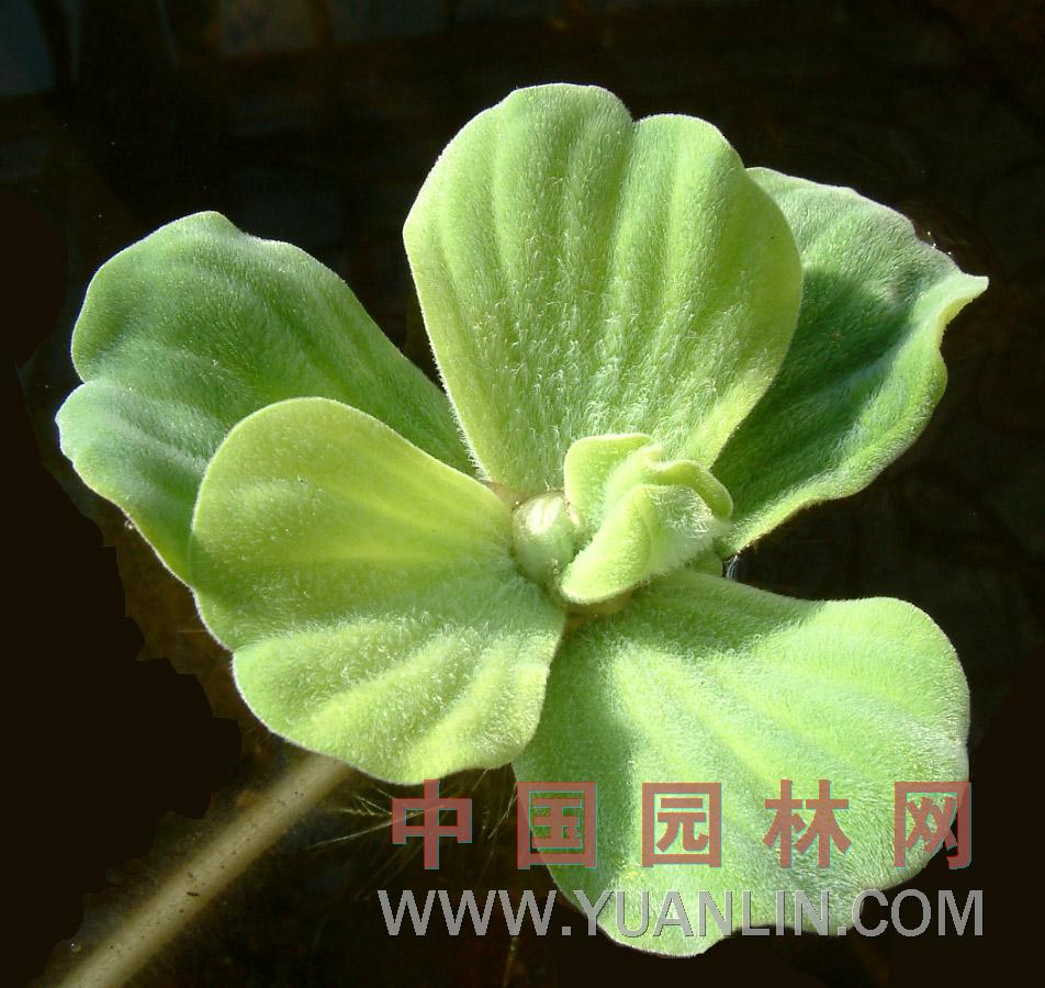 大薸 浮萍、水浮蓮、水荷蓮、肥豬草