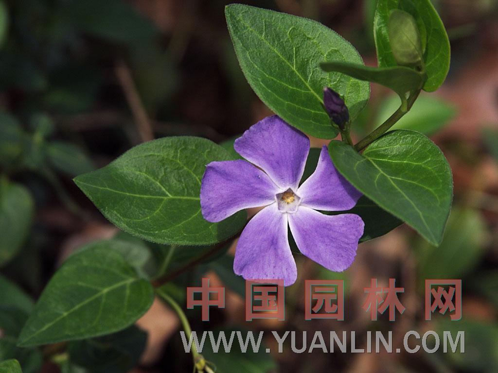 長(zhǎng)春蔓 纏繞長(zhǎng)春花、蔓長(zhǎng)春花
