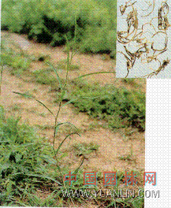 柴胡 茈胡、北柴胡、硬柴胡