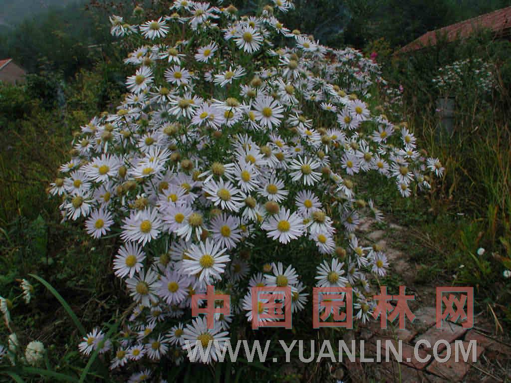 草地風(fēng)毛菊 驢耳風(fēng)毛菊、羊耳朵 