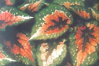 彩葉秋海棠 紅脈秋海棠、絨葉秋海棠