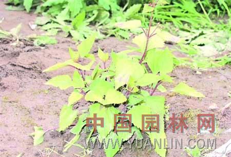 紫莖 天目紫莖、旃檀