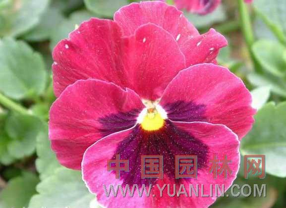 三色堇 蝴蝶花、貓兒臉、鬼臉花