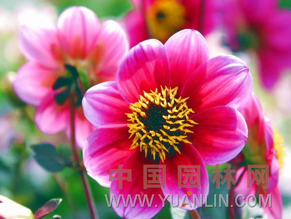 大麗花 大麗菊、大理花、天竺
