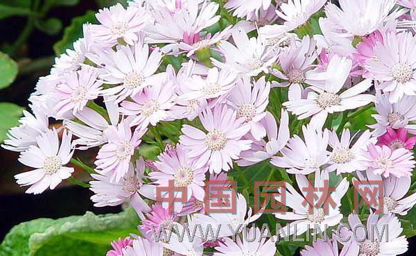 瓜葉菊 千葉蓮、千日蓮