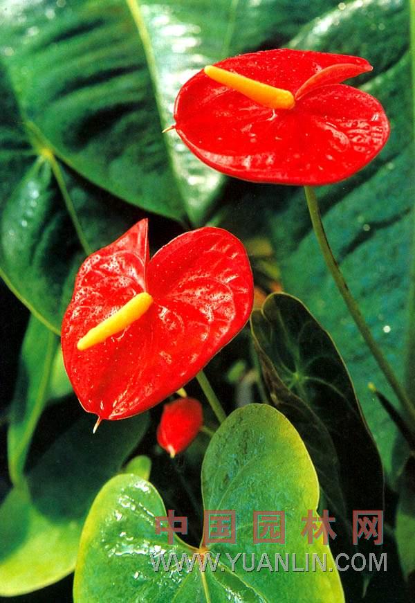 紅鶴芋 火鶴花、花燭、紅掌