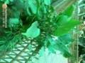 尖尾芋 番芋、臺(tái)灣姑婆芋