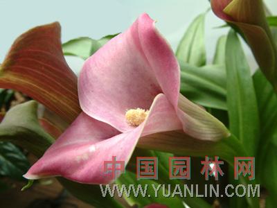 馬蹄蓮 慈姑花、水芋、野芋、慈菇花、海芋百合、花芋