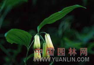 玉竹 萎蕤、尾參、鈴鐺菜、女萎、地節(jié)、葳綏、西竹、海竹