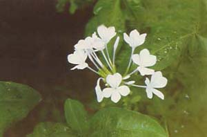 藍(lán)雪花 藍(lán)茉莉，藍(lán)花丹，六倍
