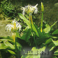 中國文殊蘭  白花石蒜，十八學士 