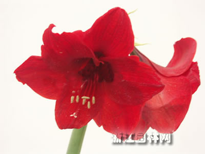 朱頂紅 孤挺花，百枝蓮，華胄