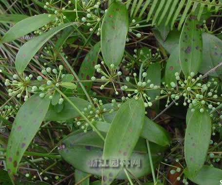 菝葜 金剛頭、金剛刺、九牛力