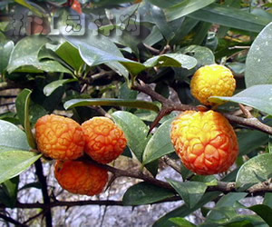 柘樹(shù) 柘刺、柘桑