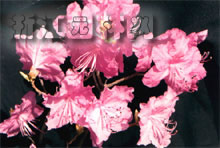 羊躑躅 鬧羊花，黃杜鵑