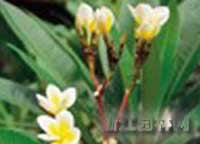 馬纓花 密筒花、狗血花、紅山茶、杜鵑、麻力光、蒼山杜鵑