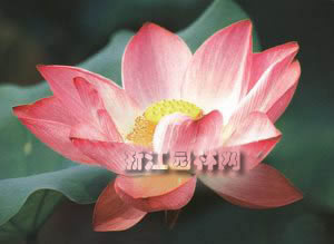 紅湘蓮 
