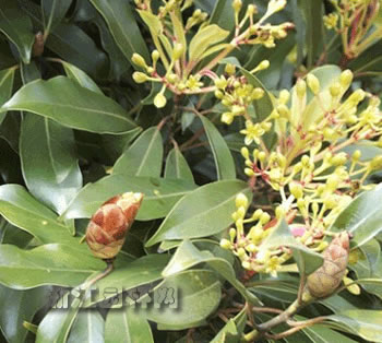 紅楠 鼻涕楠