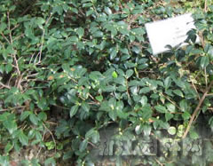 茶梅 茶梅花
